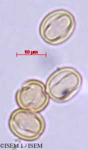 ISEM 1/Zygophyllum_album_29414/Zygophyllum_album_29414_0001(copy)_thumb.jpg